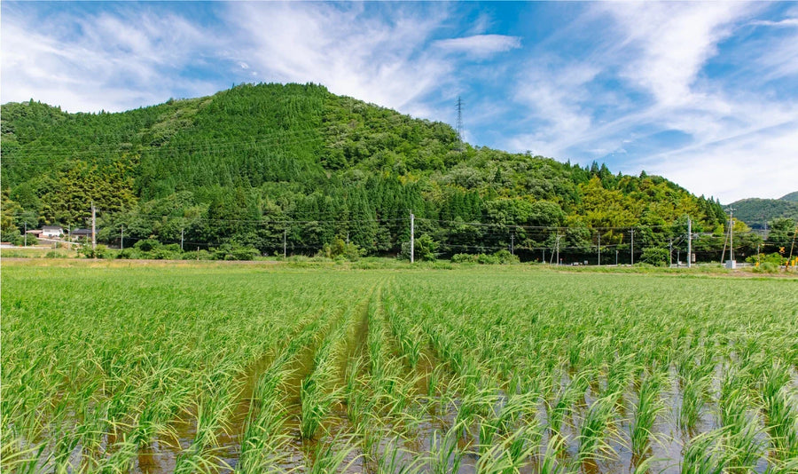令和8年産・新米のこと。──9月からの優栽と、いま棚にある令和7年産のこと